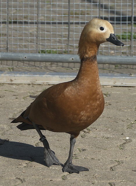 脚步
